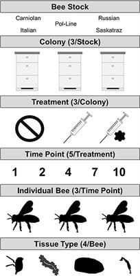 Host Genotype and Tissue Type Determine DWV Infection Intensity